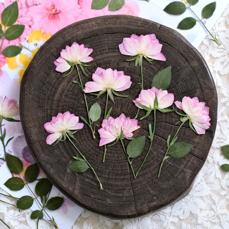 12 stuks, echte gedroogde gepe - Resin Craft Ideas recensie en prijs