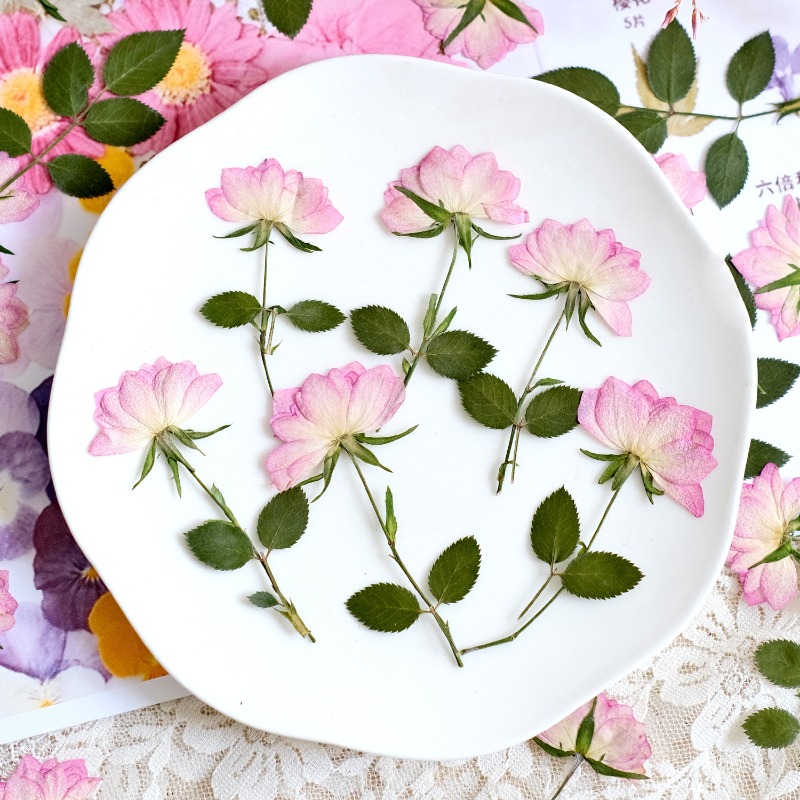 12 stuks, echte gedroogde gepe - Resin Craft Ideas recensie en prijs