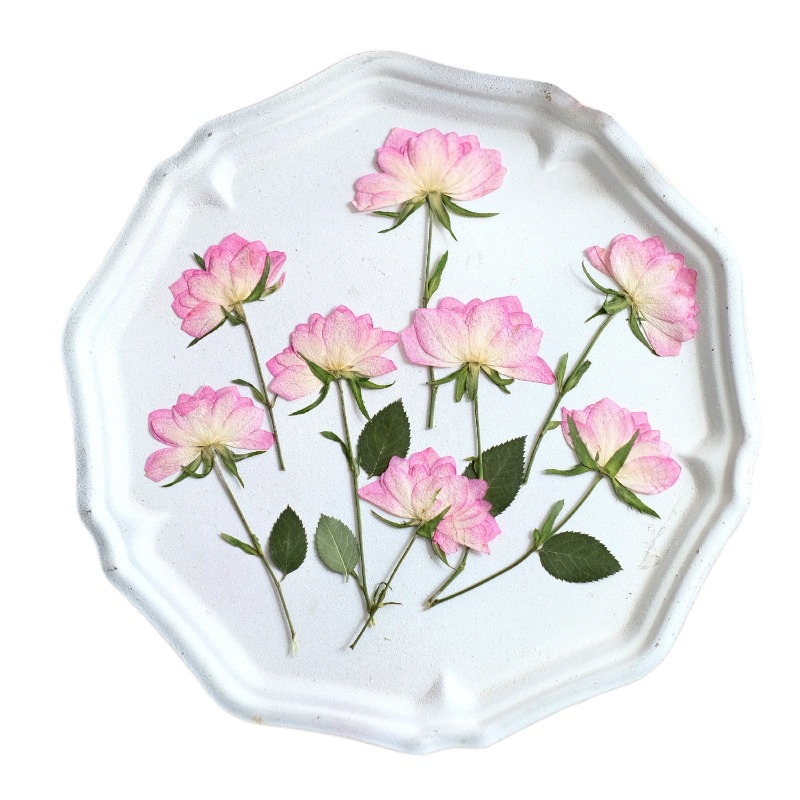 12 stuks, echte gedroogde gepe - Resin Craft Ideas recensie en prijs